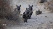 Living with Namibia’s brown hyenas