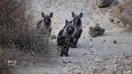 Living with Namibia’s brown hyenas