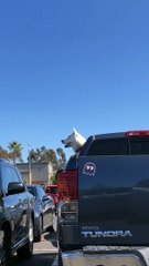 Husky Heard 'Screaming' Out of Car Window