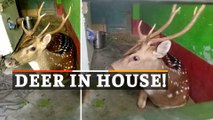 WATCH | Wild Deer Enters A House In Konark, Rescued Later