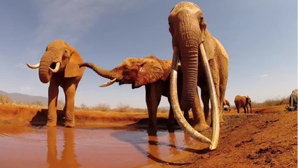 Éléphants : qu'est-ce qu'un "tusker" ?