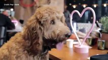 Raise the woof! Cockapoo Cafe pop-up event is coming to Pitcher & Piano in Tunbridge Wells