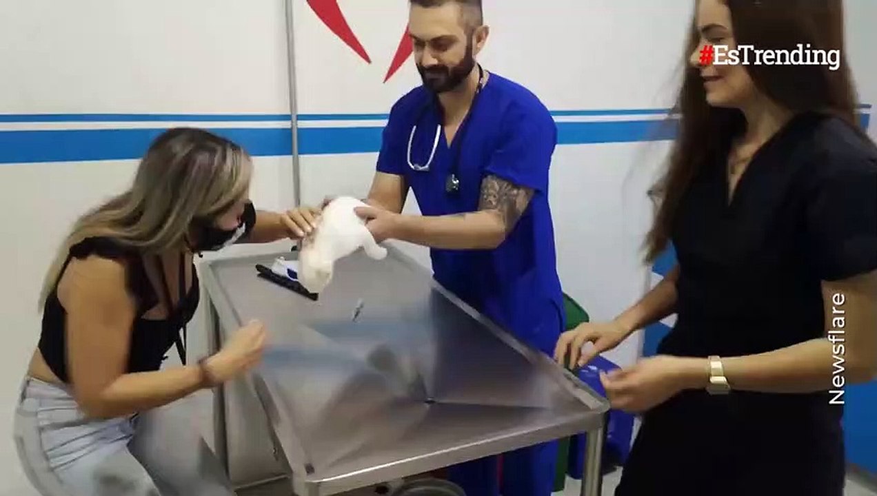 Mujer le construye una silla de ruedas a un gato discapacitado que adoptó para salvarle la vida