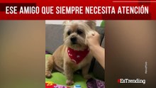 Divertidas formas en que nuestras mascotas piden una mayor atención