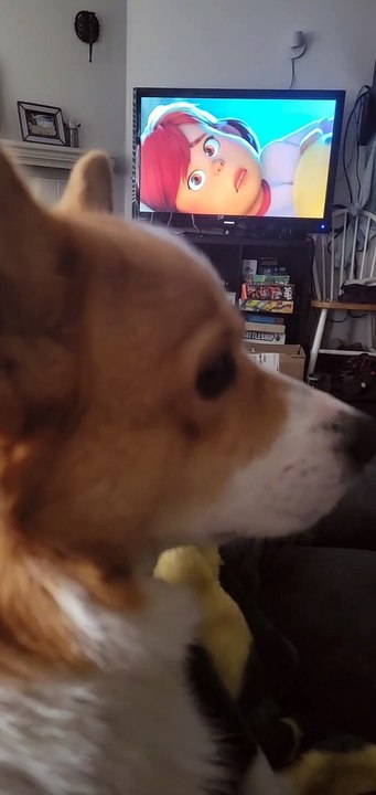 Kirby the Corgi Doesn't Like Counting