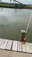 Alligator Hunts Snake Swimming in Canal