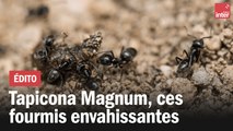 Tapinoma magnum,  ces petites fourmis envahissantes