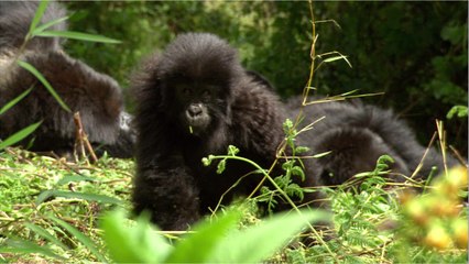 Environnement : les gorilles soutiennent les jeunes de leur groupe qui perdent leur mère