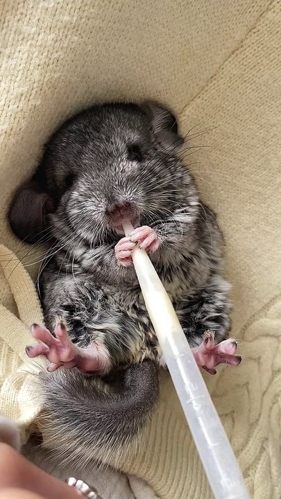Baby Chinchilla Drinking Milk