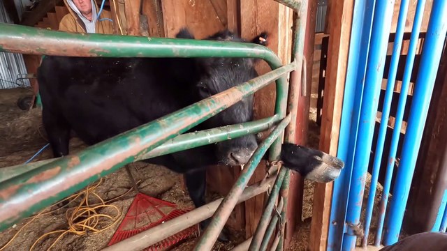 Guys Rescue a Cow with its Foot Trapped in Gate