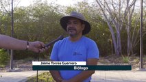 Desazolve de rio Pitillal debe cumplir con rescate de flora y fauna | CPS Noticias Puerto Vallarta