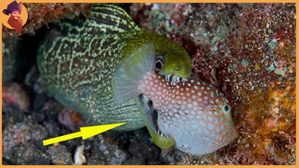 fish you will not believe that they are exist , cruel killer fish