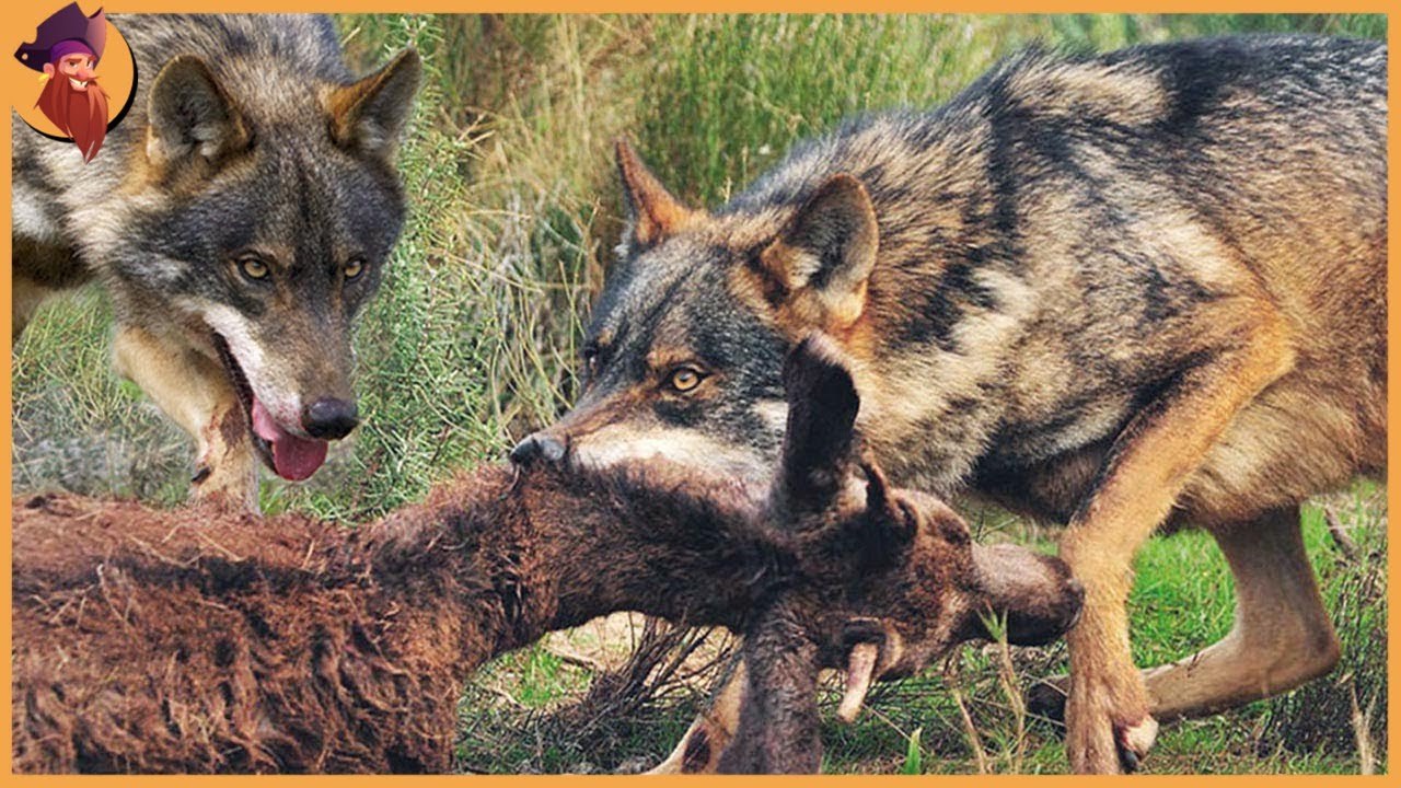 unbelievable shoots taken to wolves