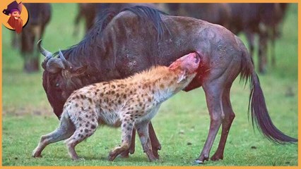 23 breath taking cense, predators devour their preys , you yourself  will feel pain!