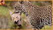 Leopard VS every one , see when leopards hunts , brutal but majestic
