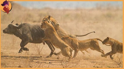 first time hunting , times when the first  young  cubs turned into predators