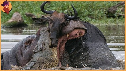 15 shoots taken when animals acted Shivery ! when animals tried to save prey from predator!