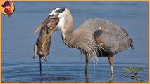 Blue Heron  vs every one !  see how Heron Hunts,  small but genius!