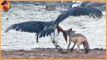 thief jackals!, senses when jackals stole foods from others, funny and brutal!