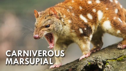 Australian Quoll  VS every one ,see the most cruel wild  small animal in the forest