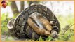 every things you want to  watch about pythons , the most powerful snake in the entire world !