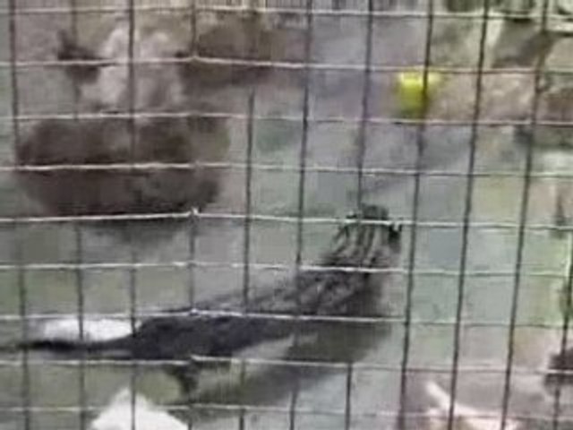 The Fishing Cat