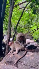 عائلة القرود المرحة - عالم الحيوان Funny Monkeys Family - Animal World