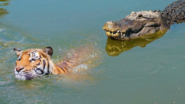 crocodiles VS wild big cats !!! see who did win!? no not what do you think!