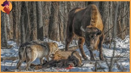 breath taking moments when animal brutally attacked by predators