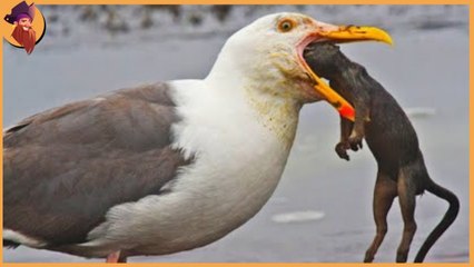 Terrifying moments , birds devoured their preys in only one second!