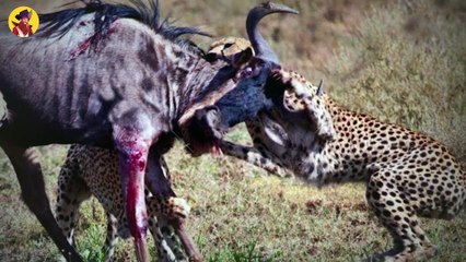 Moment when prey very smartly  escaped from their predators