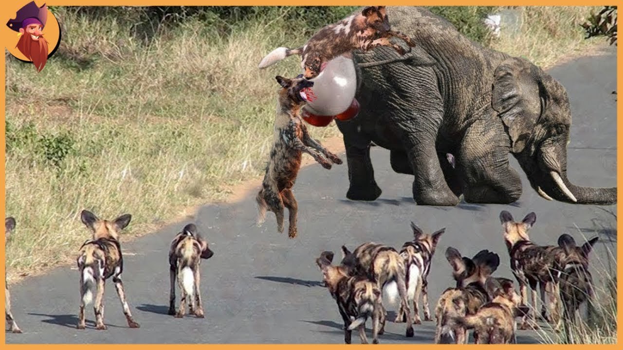 Savage cruelty towards babies , 15 un believable moments , when wild animal attacked baby animals