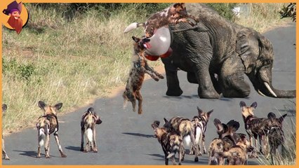 Savage cruelty towards babies , 15 un believable moments , when wild animal attacked baby animals