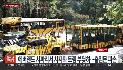 [핫클릭] 에버랜드 사파리서 사자와 트램 부딪혀…출입문 파손 外