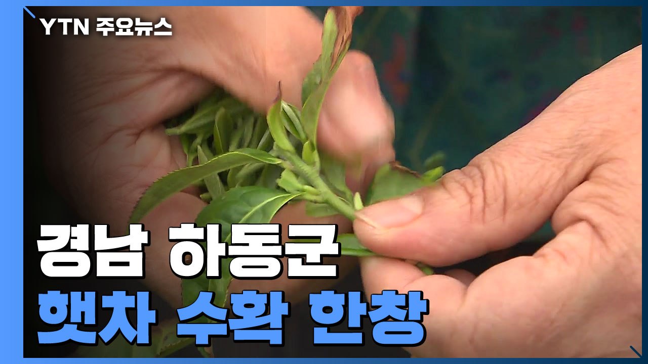 연둣빛 햇차 수확 한창...거리두기 해제에 체험관도 분주 / YTN