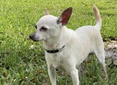 Florida Chihuahua Named TobyKeith Is the World's Oldest Living Dog