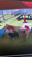 Bulldog Sprays Doggy Daycare Buddy With Hose