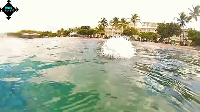 puffer fish and the tiger river stingray || Weird animals || facts || trivia