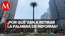 ¿Por qué retiraran la Palmera de Glorieta en Reforma?