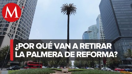 ¿Por qué retiraran la Palmera de Glorieta en Reforma?