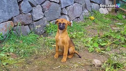 Yemekler boşa gitmiyor, can dostlarımızın karınları doyuyor.