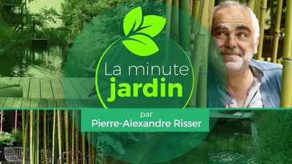 La minute jardin - Zoom sur comment récolter et conserver les herbes aromatiques ?