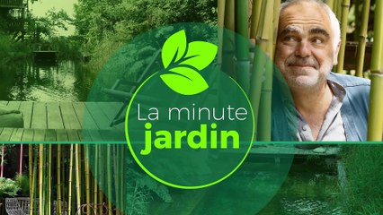 La minute jardin - Zoom sur quelles fleurs vivaces choisir pour un balcon fleuri tout l'été ?