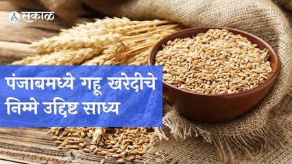 Wheat Procurement | हमीभावाने गहू खरेदी पंजाबमध्ये वेगाने सुरु | Sakal