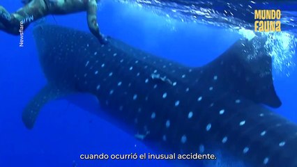 Descargar video: Los encuentros más impresionantes con ballenas en el océano