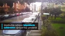 İstanbul'da sahipsiz köpeklerin saldırısına uğrayan kişi yaralandı