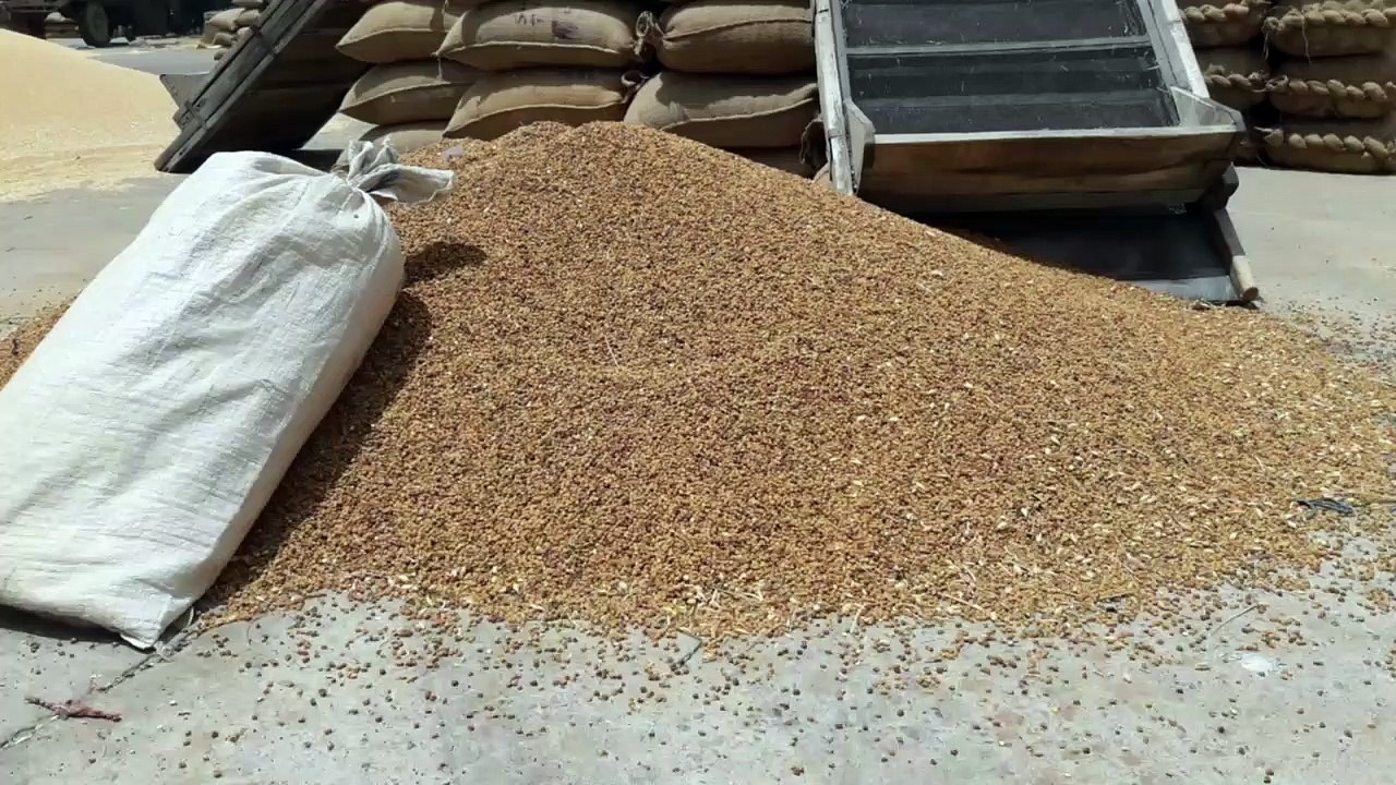 चने की बिक्री में ये बड़ी वजह बनी रोड़ा, निराश धरतीपुत्र