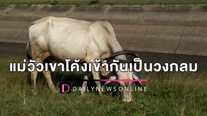 แม่วัวเขาโค้งเข้ากันเป็นวงกลม เชื่อแก้เคล็ดทำลูกดก | HOTSHOT เดลินิวส์ 22/04/65