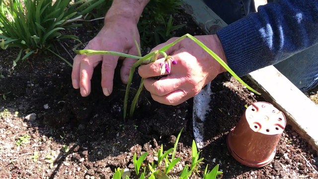 Orchid expert Jeff Hutchings has closed his business