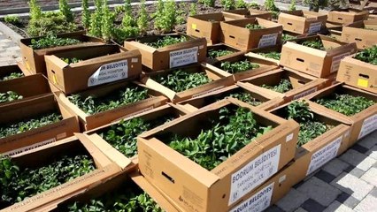 Bodrum Belediyesi, Karaova'da Üreticiye 142 Bin Hibe Fide Dağıttı